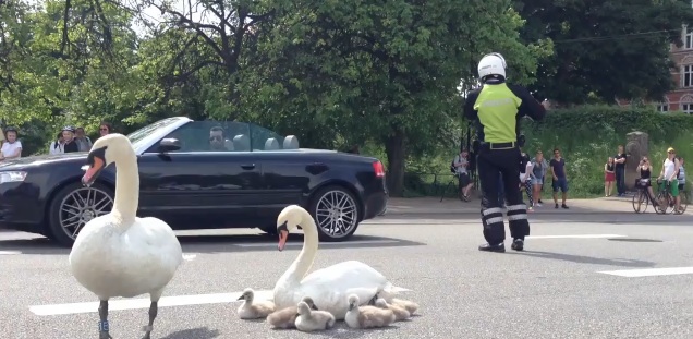 La policía de Copenhague controla el tráfico para proteger a un cisne y a sus polluelos