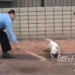 Un policía chino mata cruelmente a palazos a un perro bull terrier que estaba suelto por la calle