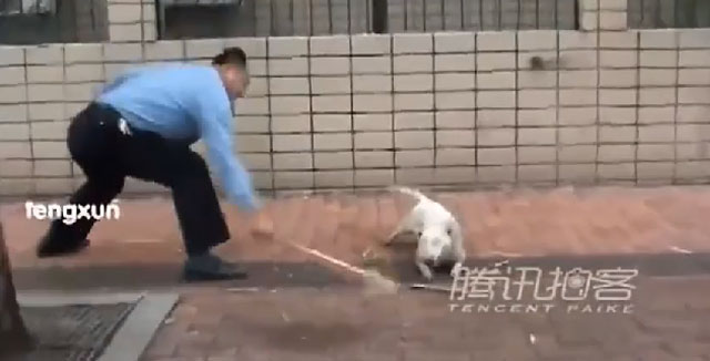 Un policía chino mata cruelmente a palazos a un perro bull terrier que estaba suelto por la calle