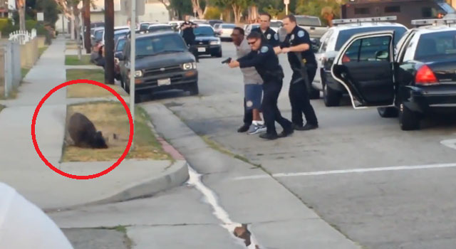 La policía arresta a un hombre por grabar unos coches patrulla y luego tirotea a su perro