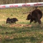 Royal Canin patrocina una pelea entre un oso encadenado y varios perros en Ucrania (vídeo)