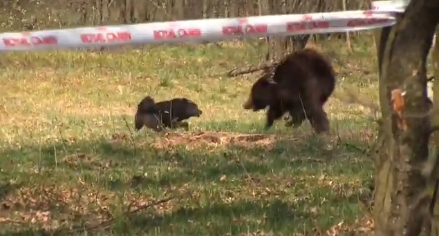 Royal Canin patrocina una pelea entre un oso encadenado y varios perros en Ucrania (vídeo)