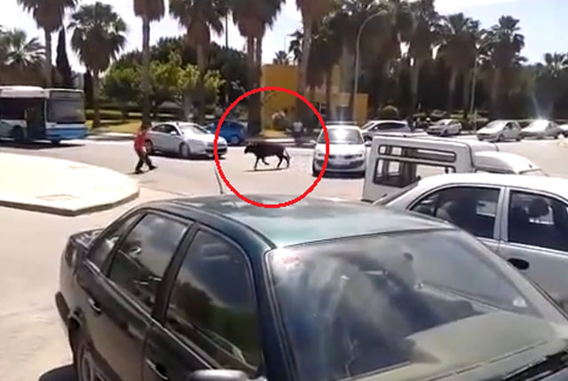 Un toro que se había escapado es derribado por varios peatones en Málaga