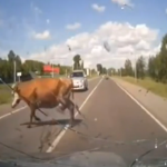 Atropella a una vaca a la que un toro estaba tratando de montar