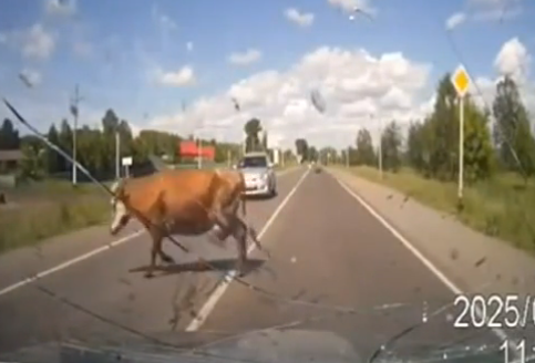 Atropella a una vaca a la que un toro estaba tratando de montar