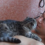 Esto es amor de gato