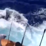 Un Blue Marlin salta al interior de un barco de pesca