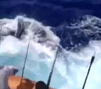 Un Blue Marlin salta al interior de un barco de pesca