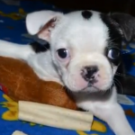 Un cachorro aprende a caminar a pesar de todos los pronósticos que lo veían como imposible