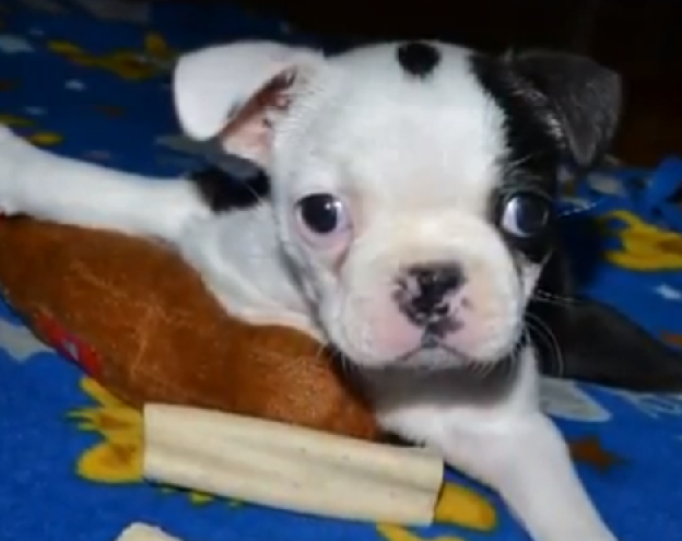 Un cachorro aprende a caminar a pesar de todos los pronósticos que lo veían como imposible