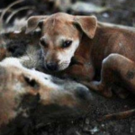 Estremecedora imagen de un cachorro junto a los restos calcinados de su madre