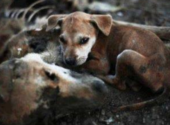 Estremecedora imagen de un cachorro junto a los restos calcinados de su madre