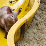 Un granjero holandés instala un tobogán para hacer a sus cerdos más felices