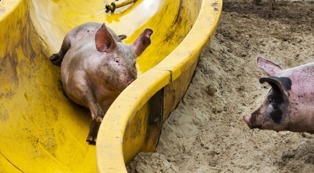 Un granjero holandés instala un tobogán para hacer a sus cerdos más felices