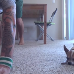Chihuahua haciendo yoga con su dueño