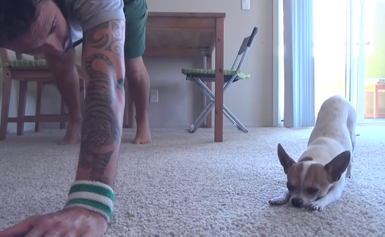 Chihuahua haciendo yoga con su dueño