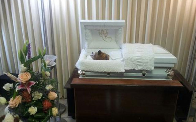 Velan a un perro en una funeraria de Puerto Rico