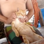 Los gatos también disfrutan con los masajes