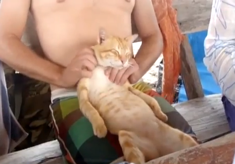Los gatos también disfrutan con los masajes