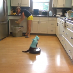 El gato tiburón es el encargado de limpiar el suelo de la cocina