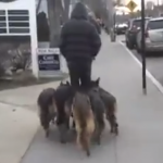 Hombre caminando por la calle con sus 5 pastores alemanes pegados a él