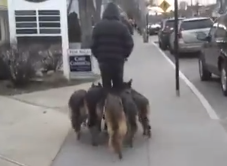 Hombre caminando por la calle con sus 5 pastores alemanes pegados a él