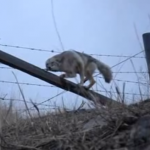 Un hombre libera a un coyote atrapado en una cerca de alambre de púas