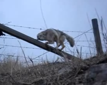 Un hombre libera a un coyote atrapado en una cerca de alambre de púas