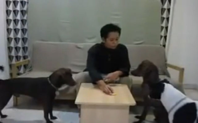 Una mujer detenida en Malasia acusada de “antiislámica” por hacer un vídeo en el que lava las patas de sus perros