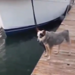 Nutria trolleando a un perro en el pantalán