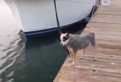 Nutria trolleando a un perro en el pantalán