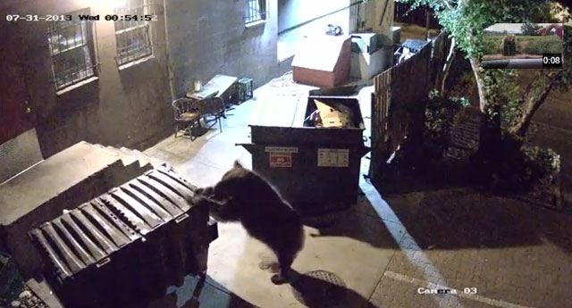 Una cámara captura el momento en el que un oso roba unos contenedores de basura para conseguir comida