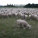 Las ovejas también protestan