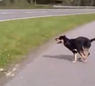 Perro a punto de ser atropellado por un autobús