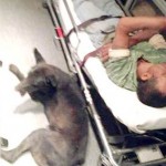 Un perro viaja aferrado a una ambulancia para no dejar sólo a su amo inconsciente