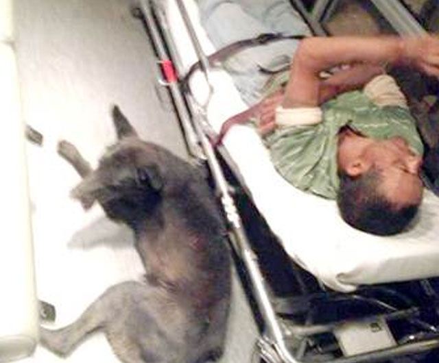 Un perro viaja aferrado a una ambulancia para no dejar sólo a su amo inconsciente
