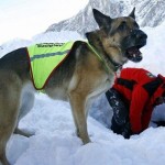 Un hombre murió congelado durante un temporal y su perro lo cuidó durante más de 20 días