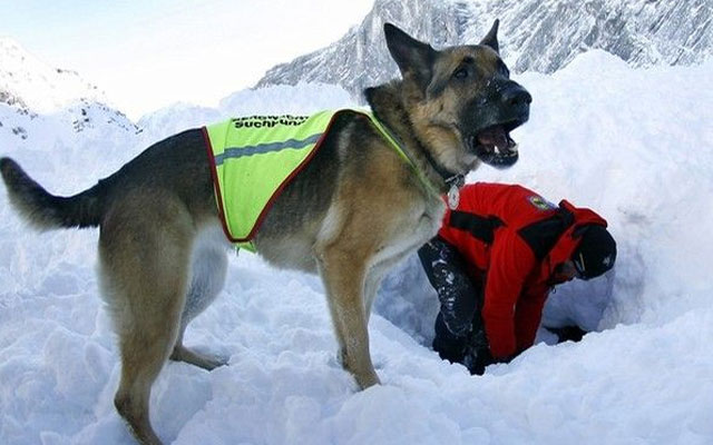 Un hombre murió congelado durante un temporal y su perro lo cuidó durante más de 20 días