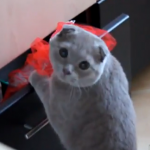 Reacción de un gato al ser pillado robando comida