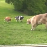 Impresionante reacción de un grupo de vacas tras ser liberadas de su cautiverio