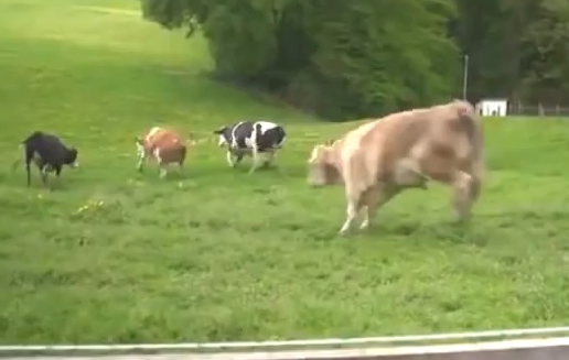 Impresionante reacción de un grupo de vacas tras ser liberadas de su cautiverio