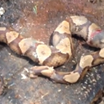 La cabeza decapitada de una serpiente Copperhead se muerde a sí misma en la cola