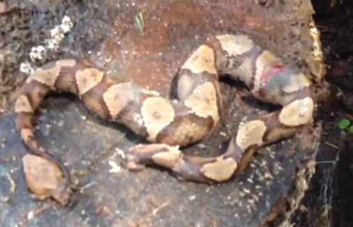 La cabeza decapitada de una serpiente Copperhead se muerde a sí misma en la cola