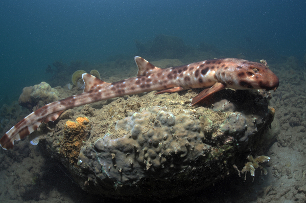 Descubren en Indonesia una nueva especie de tiburón que ''camina''