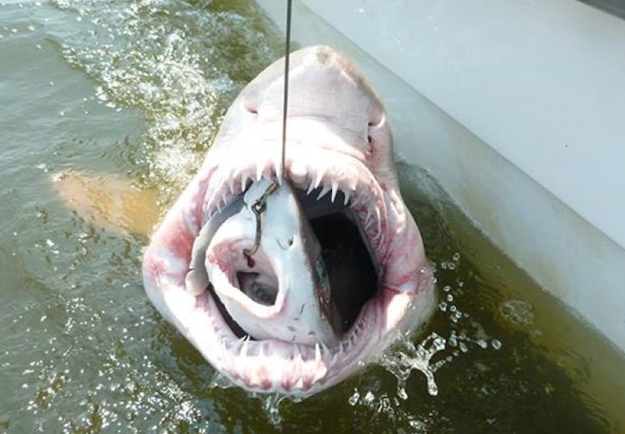 Tiburón comiéndose a otro tiburón