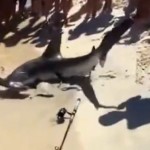 Un bañista saca del agua a un tiburón martillo y este da a luz en la orilla de la playa