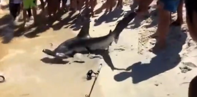 Un bañista saca del agua a un tiburón martillo y este da a luz en la orilla de la playa
