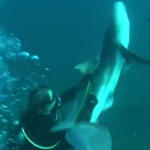 Esto es lo que le ha pasado por intentar ayudar a un tiburón