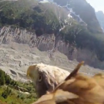 El vuelo de un águila grabado con una cámara GoPro atada al animal