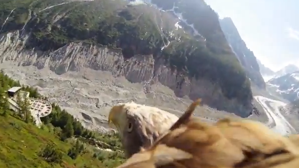 El vuelo de un águila grabado con una cámara GoPro atada al animal